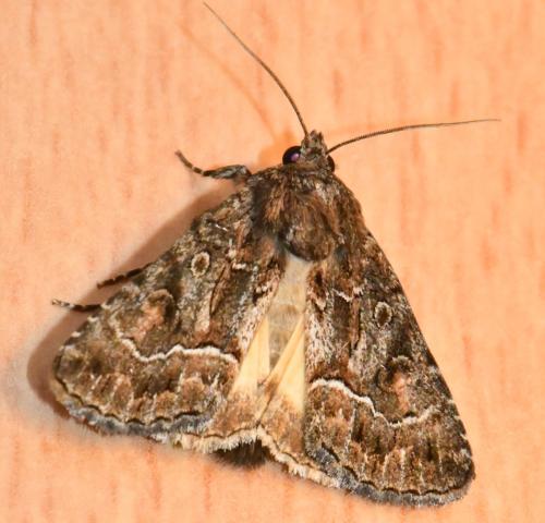 Thalpophila matura